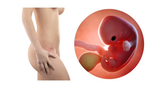 7 weeks pregnant embryo – early pregnancy development