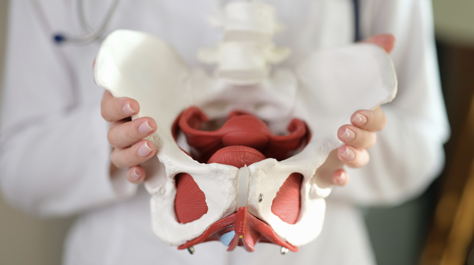 doctor holding up a skeleton of pelvis