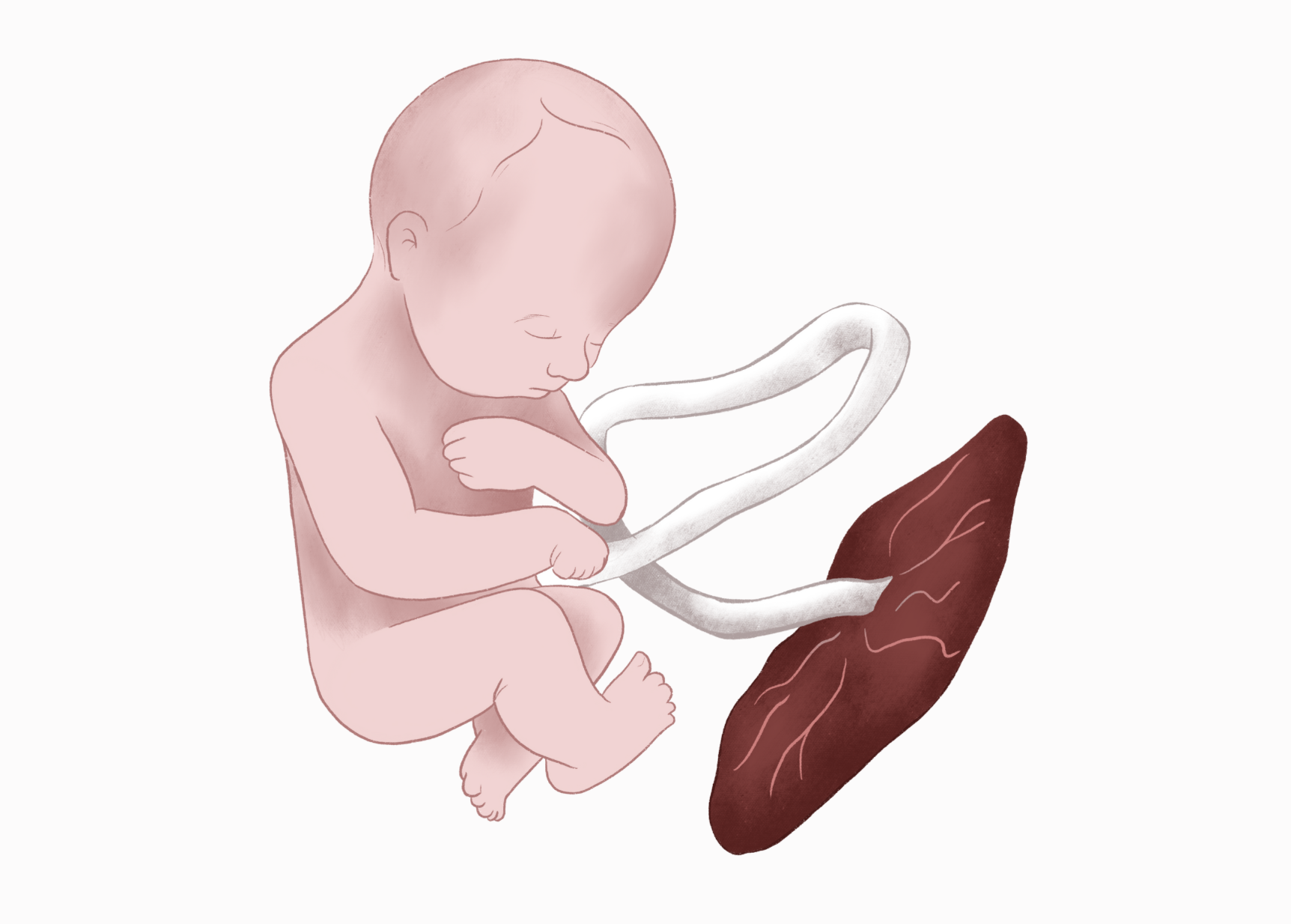 animated image of placenta attached to baby in the womb