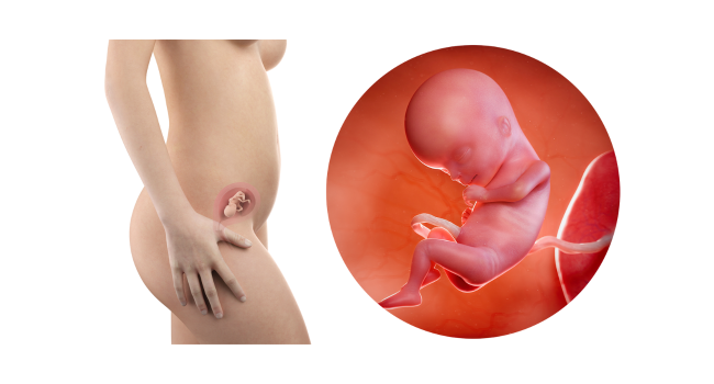 15 weeks pregnant fetus – baby developing bones and senses