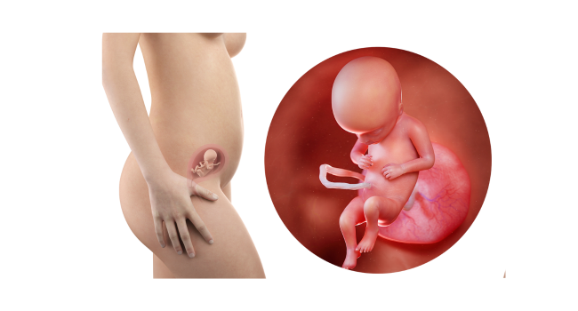 17 weeks pregnant fetus – baby developing fat and stronger movements