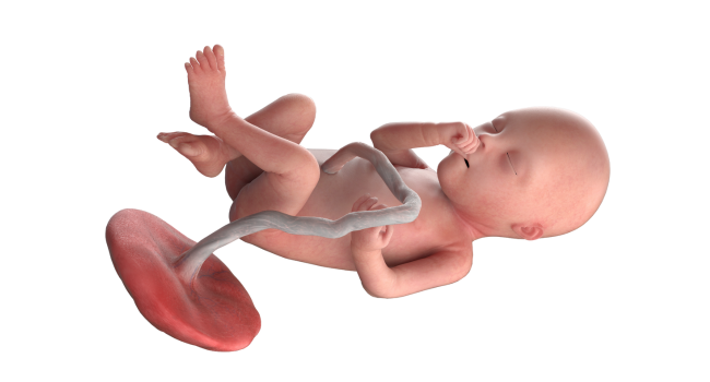20 weeks pregnant fetus – baby at halfway point of pregnancy