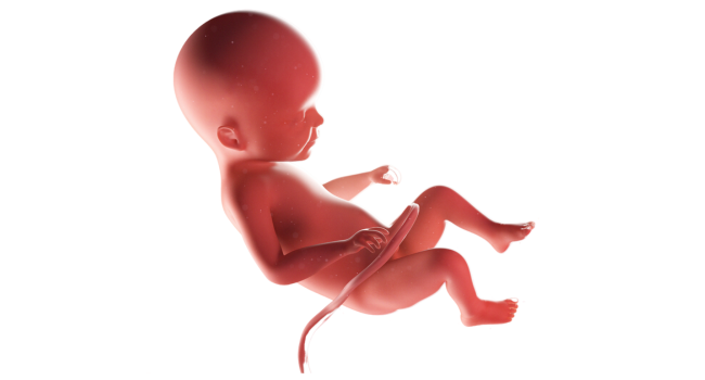 Illustration of a 22-week fetus inside the womb, showing typical growth and position during Pregnancy Week 22.
