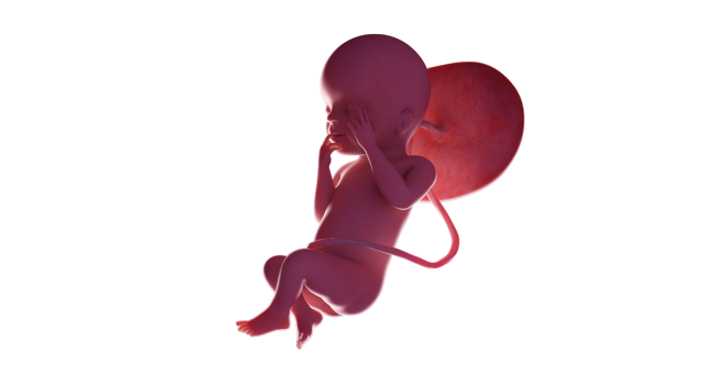 23 weeks pregnant fetus – baby developing and gaining weight