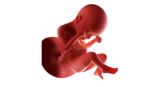 24 weeks pregnant fetus – baby developing lungs and hearing