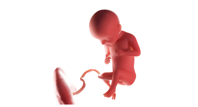 Illustration of a 29-week fetus in utero, showing fetal growth and development during Pregnancy Week 29.