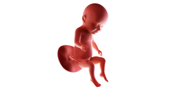 Illustration of a 31-week fetus in utero, showing growth and typical fetal position during Pregnancy Week 31.