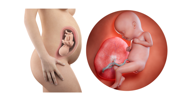 Illustration of a 32-week fetus in utero, showing typical fetal growth and position inside the womb during Pregnancy Week 32.
