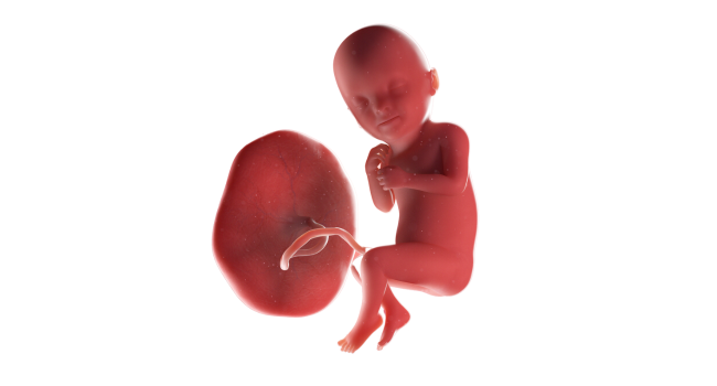 Illustration of a 33-week fetus inside the womb, showing fetal growth and position during Pregnancy Week 33.
