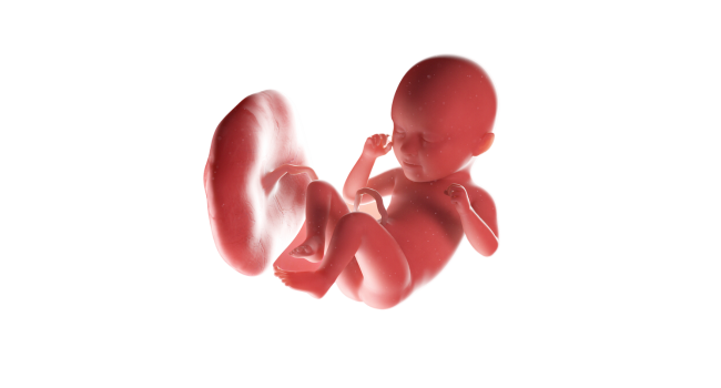 Illustration of a 35-week fetus in utero, showing typical fetal development at Pregnancy Week 35