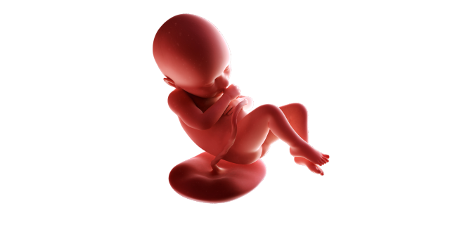 Illustration of a Pregnancy Week 36 fetus showing typical development and position in the womb