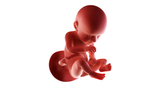 37 weeks pregnant fetus – baby in final stages of development