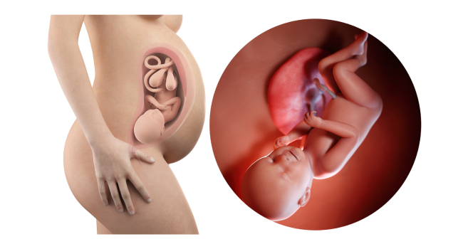38 weeks pregnant belly with fetus in final position before birth