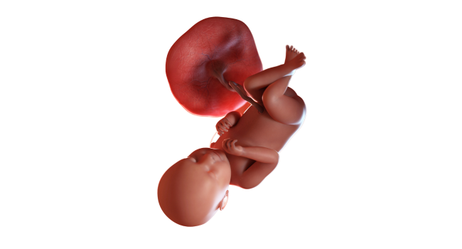 39 weeks pregnant - baby fully developed and ready for birth
