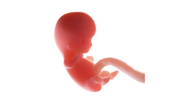9 weeks pregnant - embryo development with visible head, arms, and legs forming