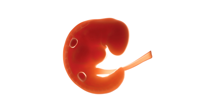 4 weeks pregnant embryo – early fetal development